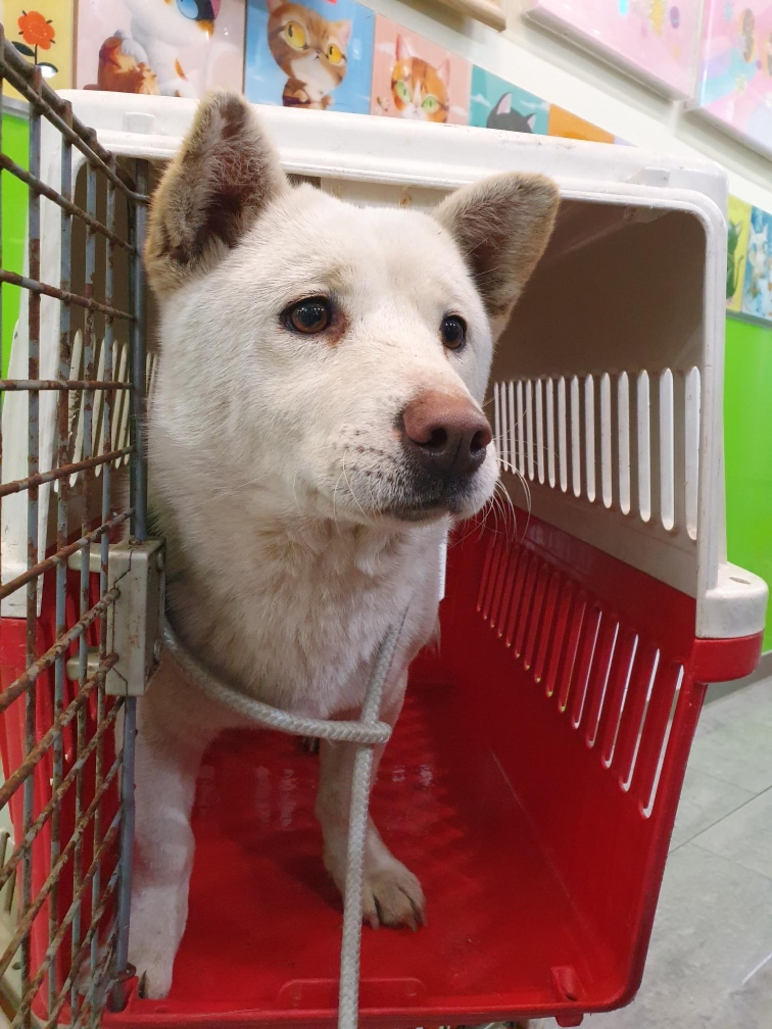 펫앤쉘터동물병원_441378202500024