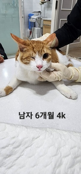 옥천동물병원_443443202500029