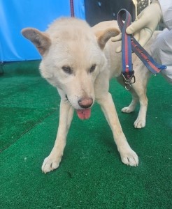 제주 동물보호센터_450650202500202