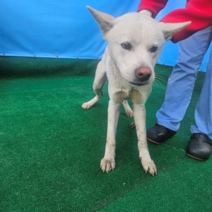 제주 동물보호센터_450650202500203