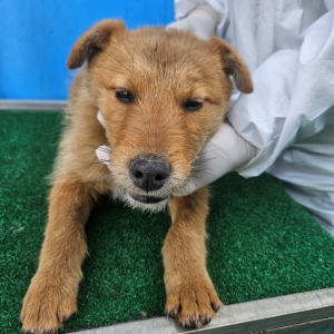 제주 동물보호센터_450650202500200