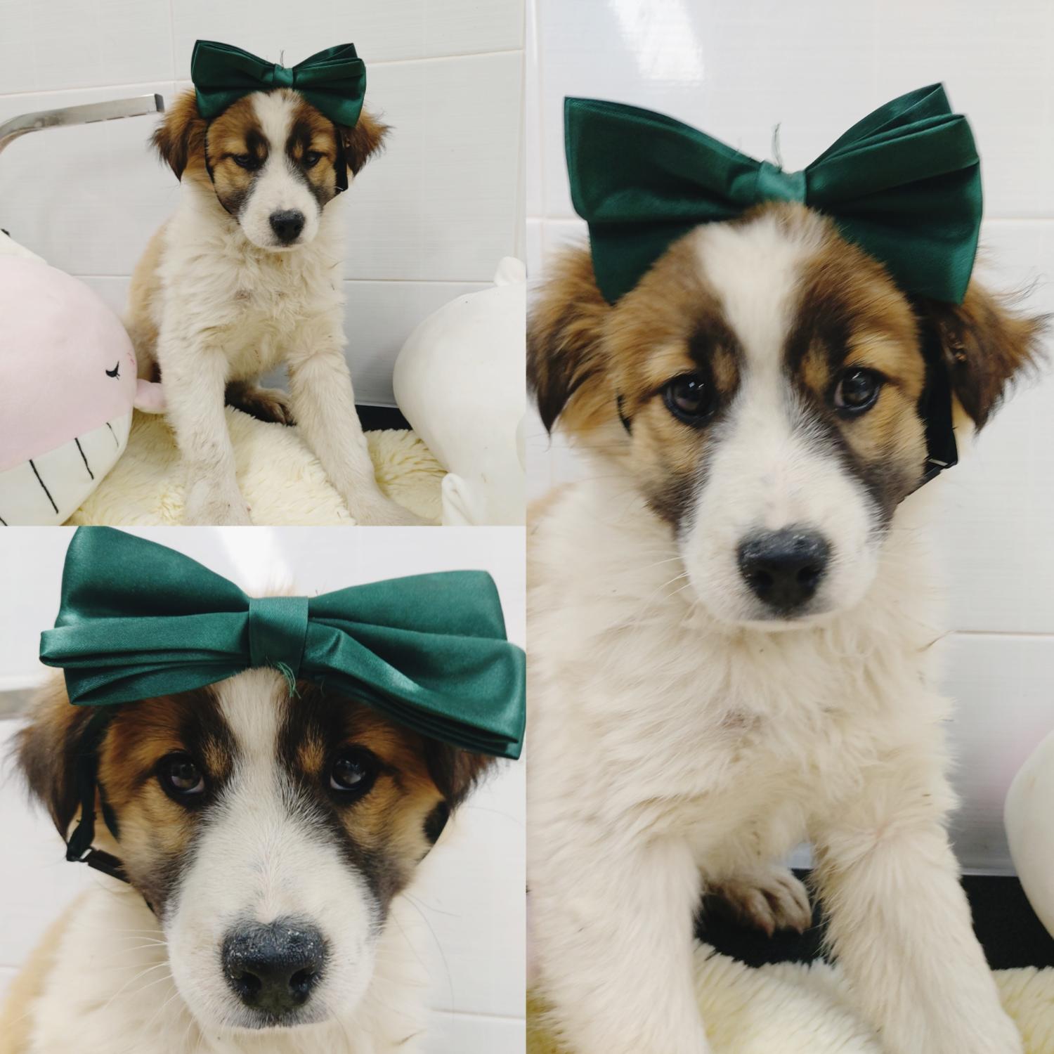 경주동물사랑보호센터_447505202500067