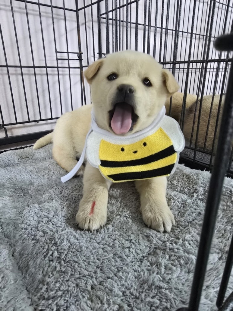 밀양시 동물보호센터_448536202500049