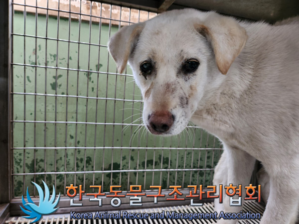 한국동물구조관리협회_441409202500065
