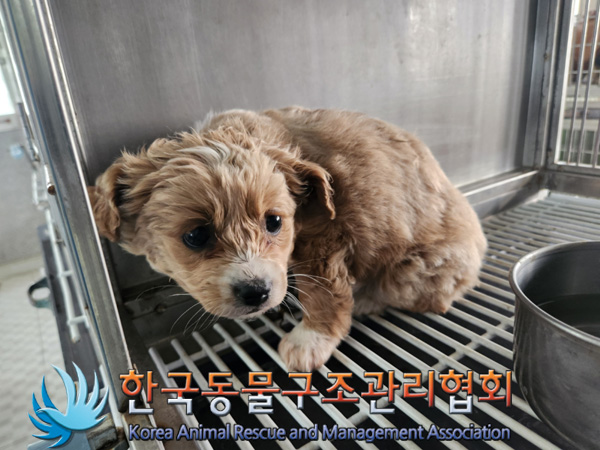 한국동물구조관리협회_441560202500056
