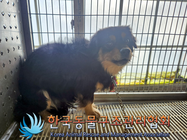 한국동물구조관리협회_441559202500051