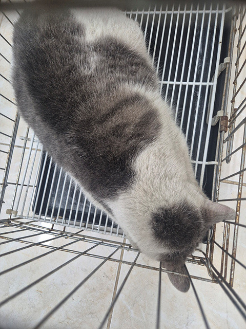 삼산종합동물병원_428354202500040