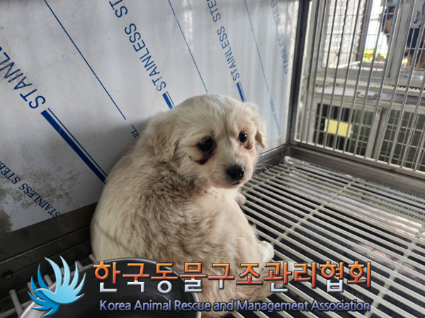 한국동물구조관리협회_441560202500057