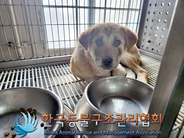 한국동물구조관리협회_441409202500066