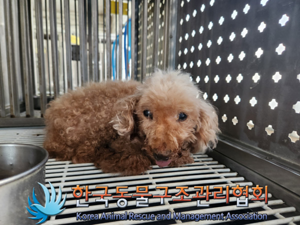 한국동물구조관리협회_441382202500018