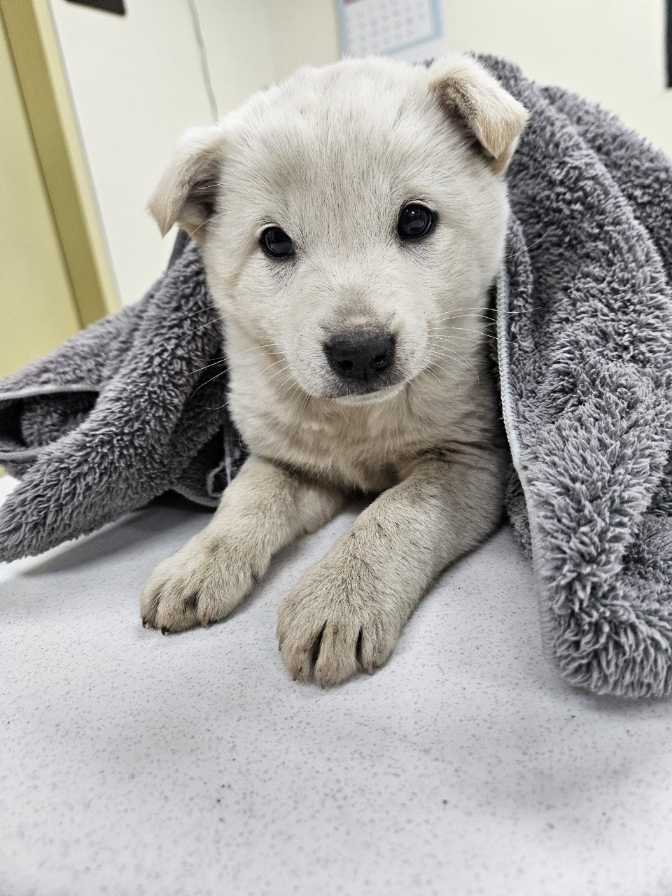 아산동물복지지원센터_444452202500086