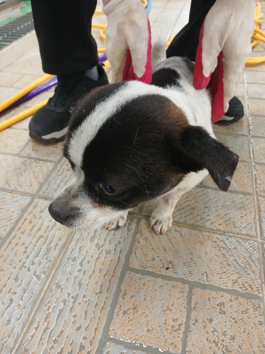 영주시 동물보호센터_447509202500018