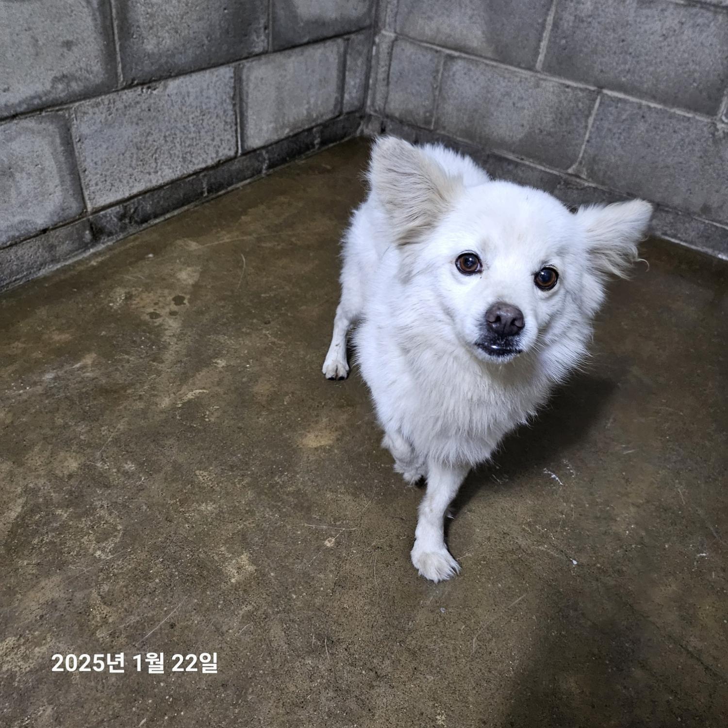 군산유기동물보호센터_445467202500057