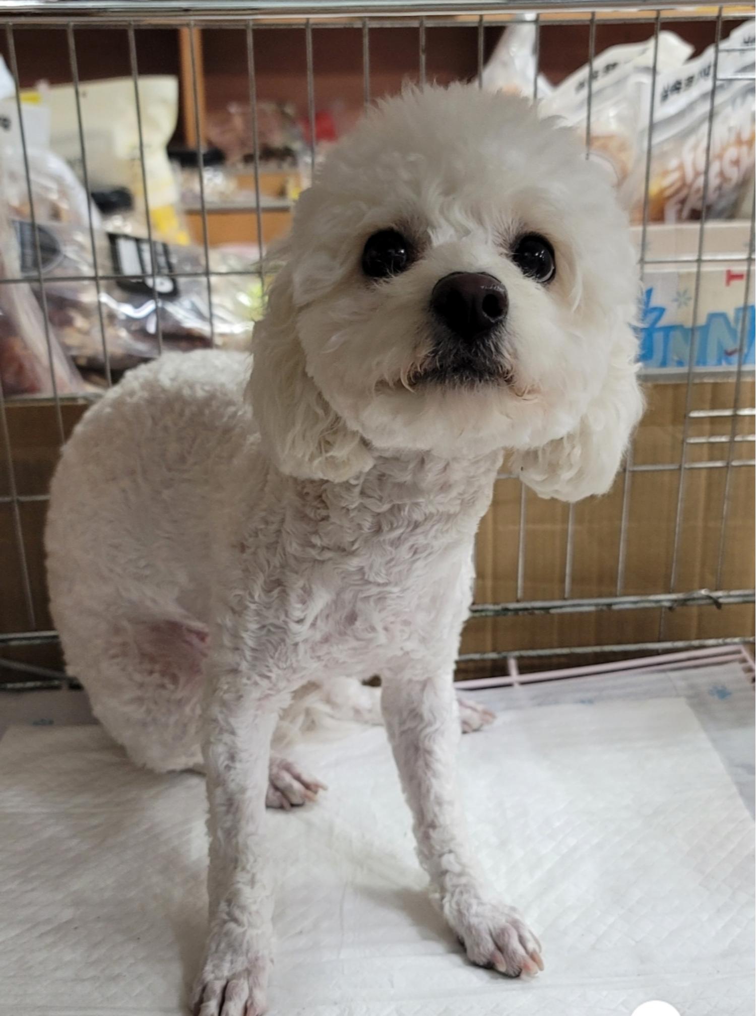 유기동물보호센터_447507202500001