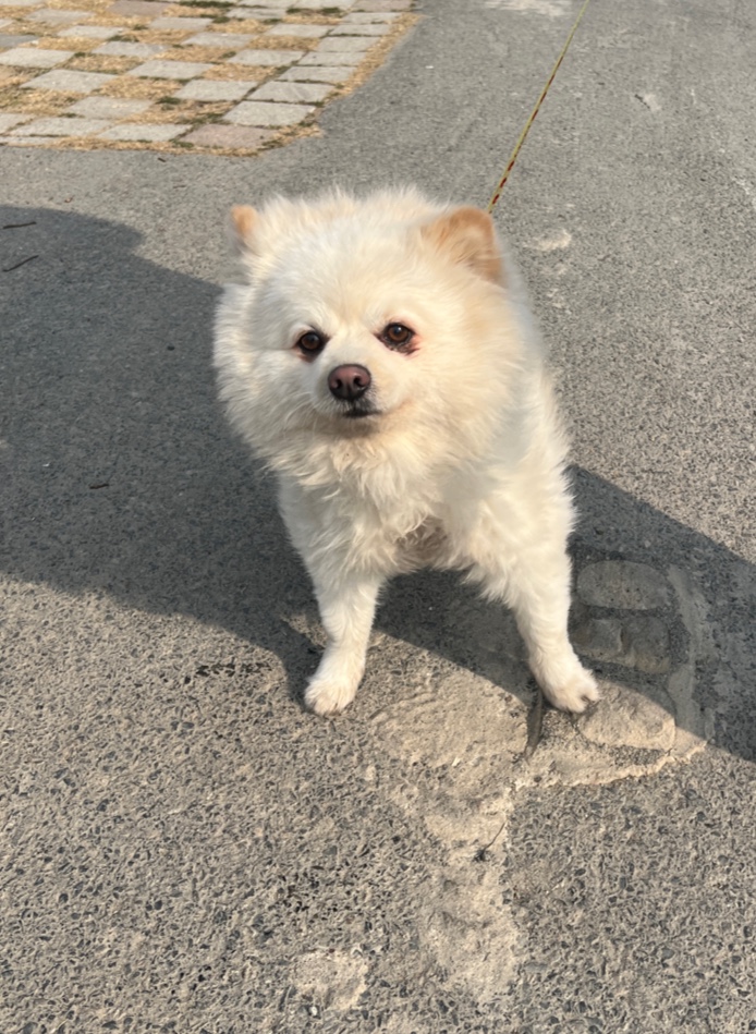 부산동물보호센터_426325202500008