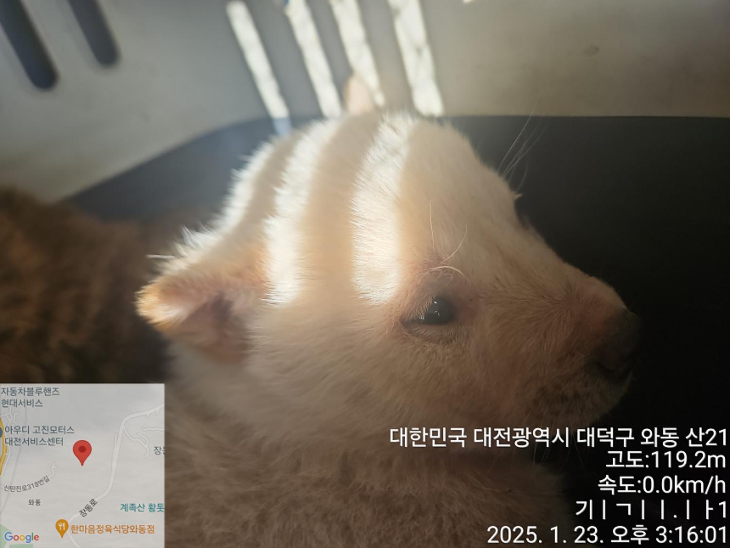 대전동물보호센터_430368202500014