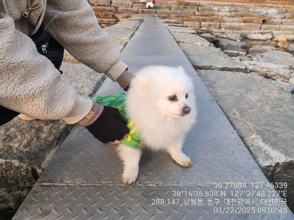 대전동물보호센터_430364202500017