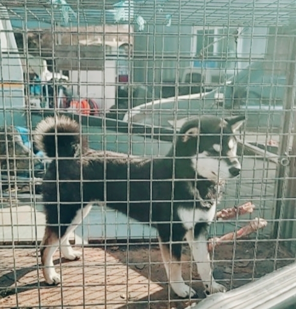 유기동물보호센터_447507202500002