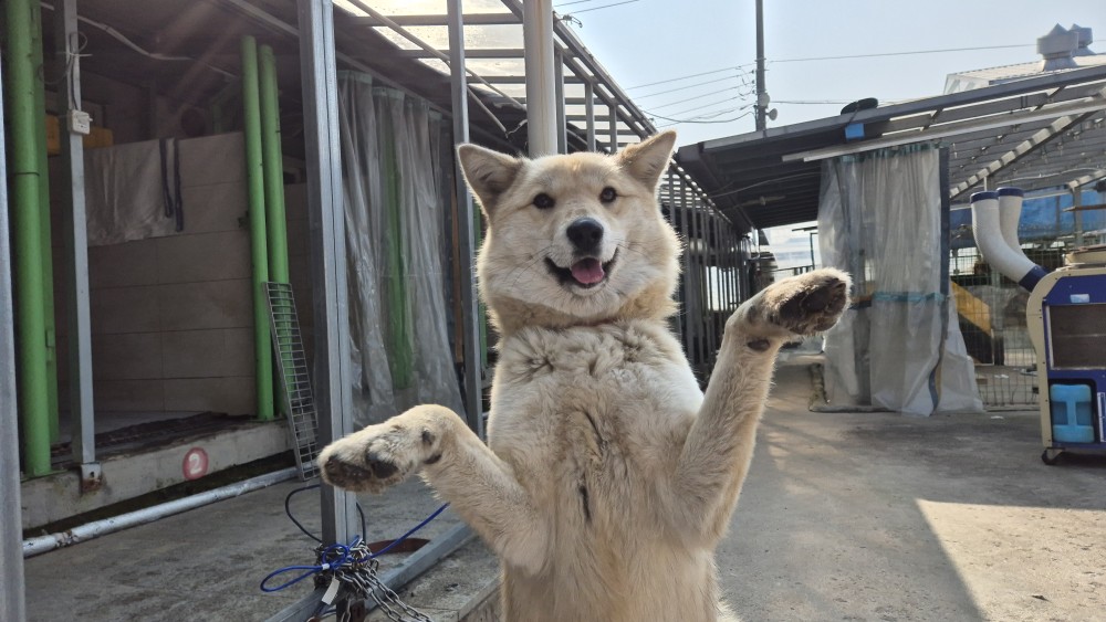 광주동물보호센터_429360202500007