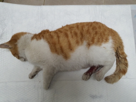 원주시동물보호센터_442419202500028