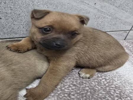 원주시동물보호센터_442419202500032