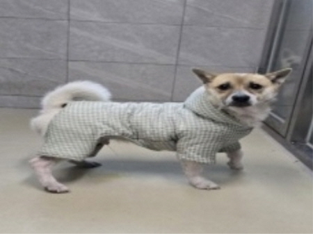 원주시동물보호센터_442419202500029