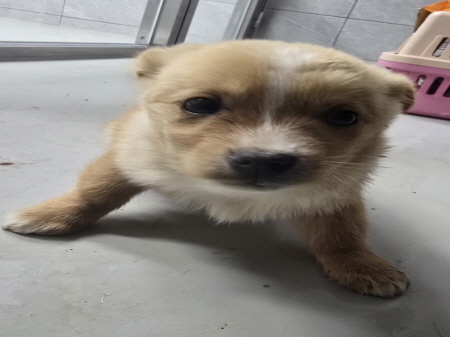 원주시동물보호센터_442419202500036