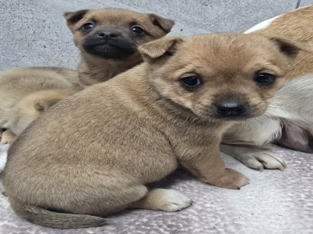 원주시동물보호센터_442419202500033