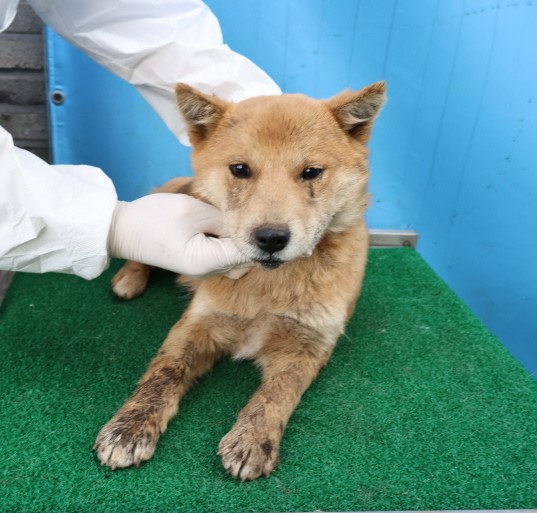 제주 동물보호센터_450650202500209
