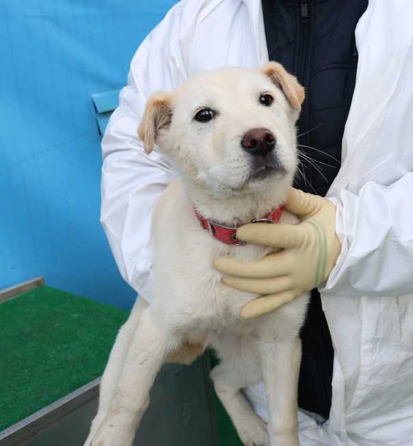 제주 동물보호센터_450650202500208