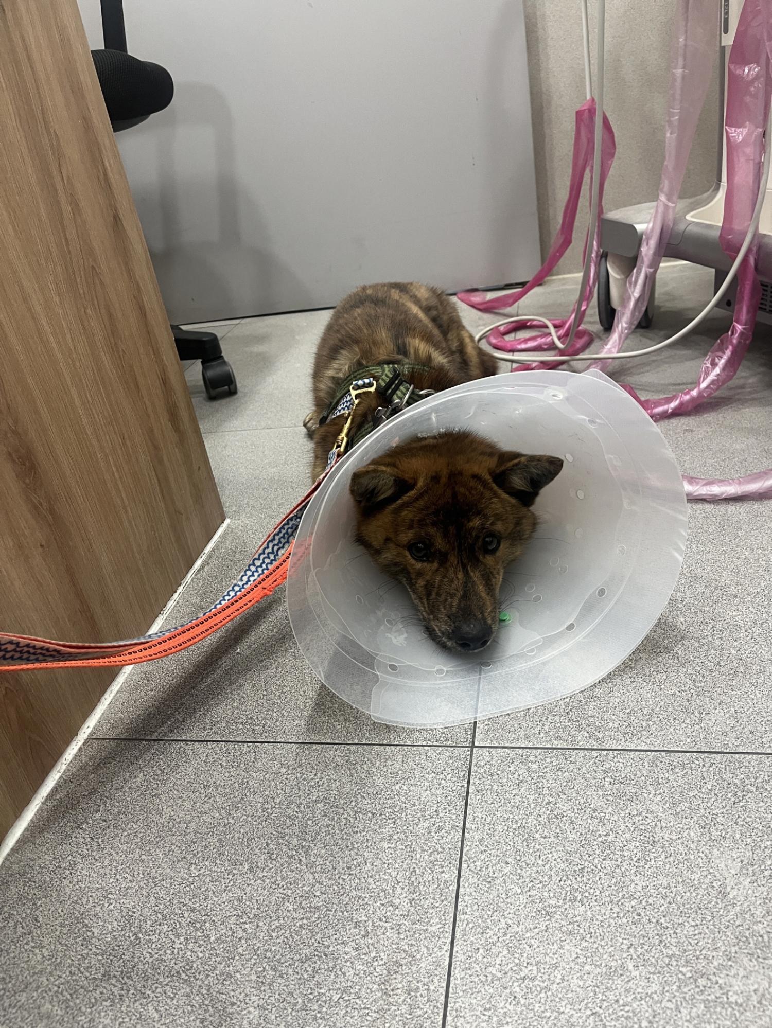 아산동물복지지원센터_444452202500092