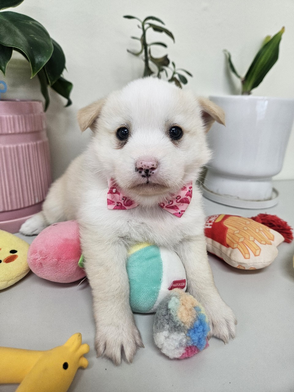 아산동물복지지원센터_444452202500093