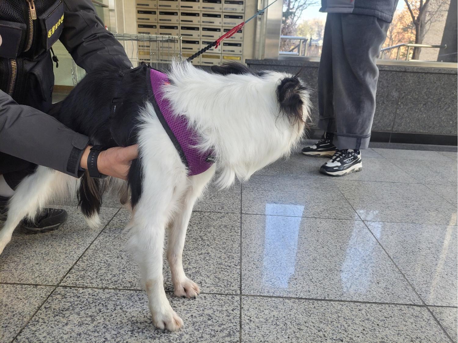 고양시동물보호센터_441394202500044