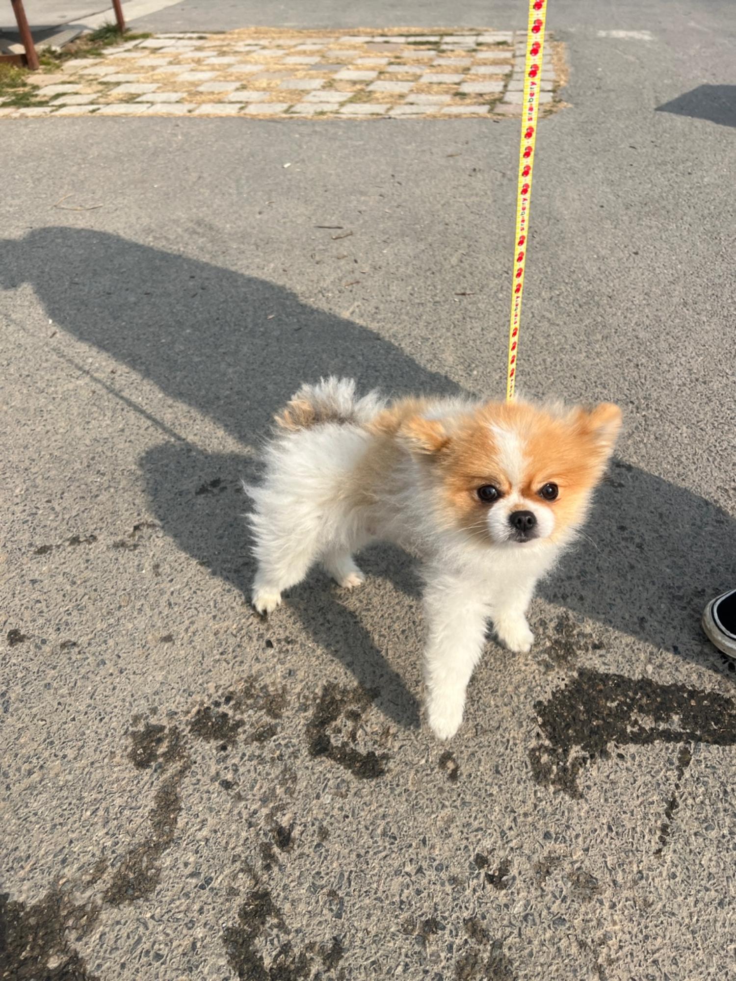 종료(입양) 포메라…