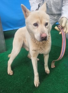 제주 동물보호센터_450650202500201