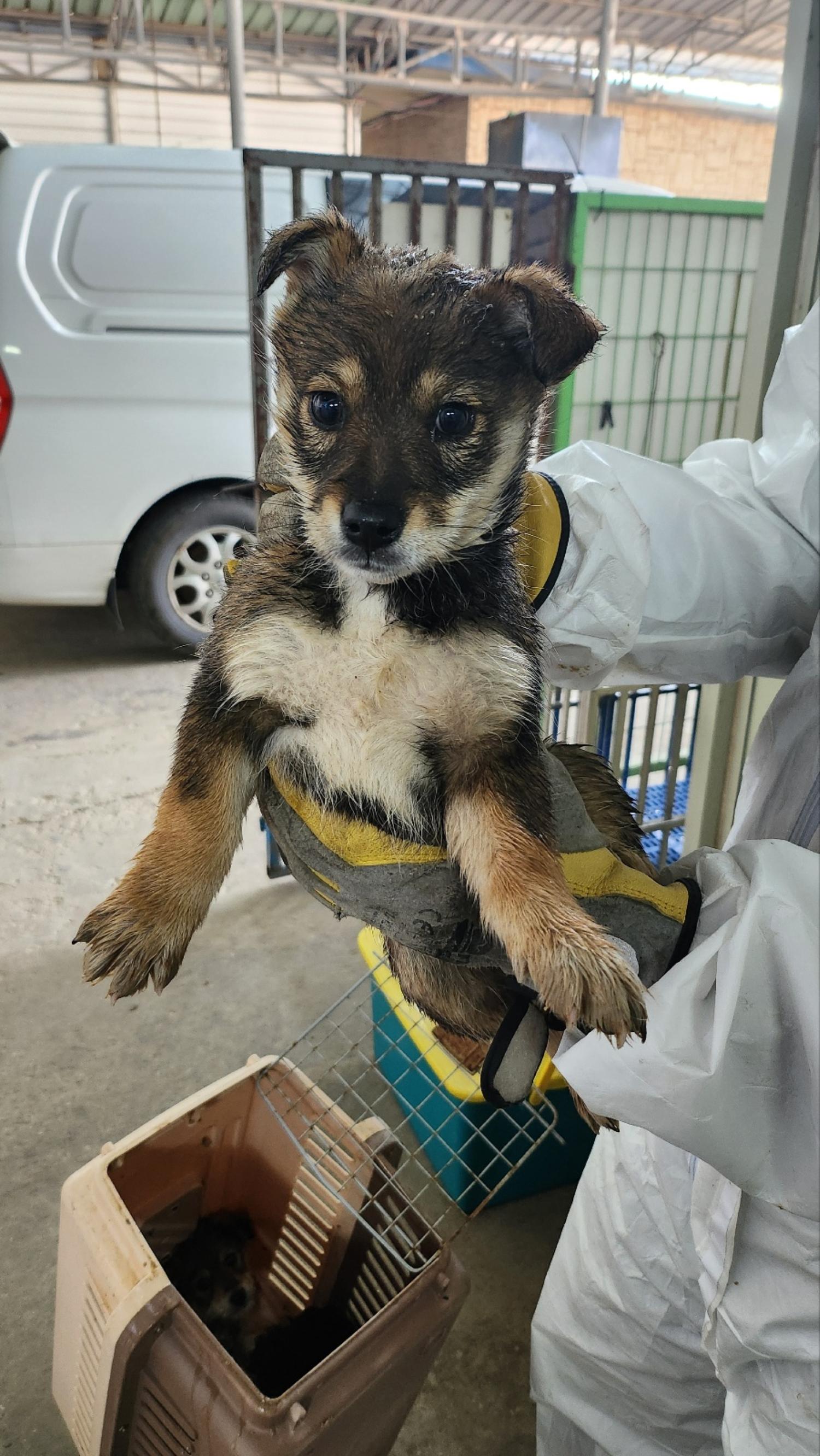 평택시유기동물보호소_441391202500138