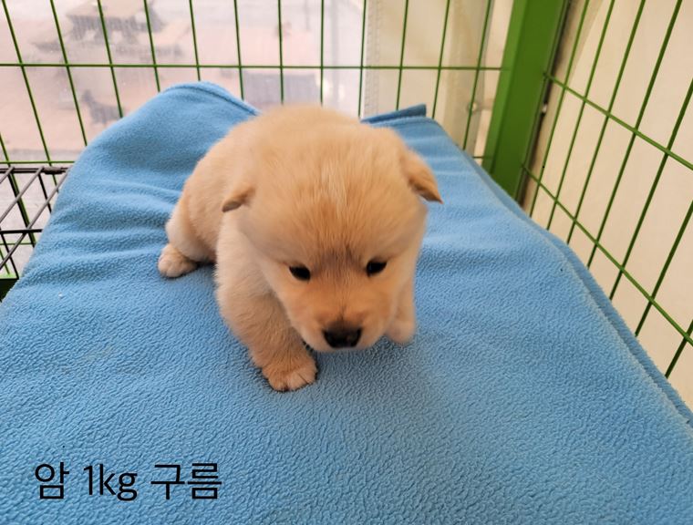 군산유기동물보호센터_445467202500060