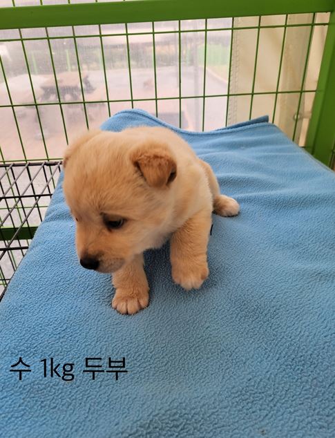 군산유기동물보호센터_445467202500059