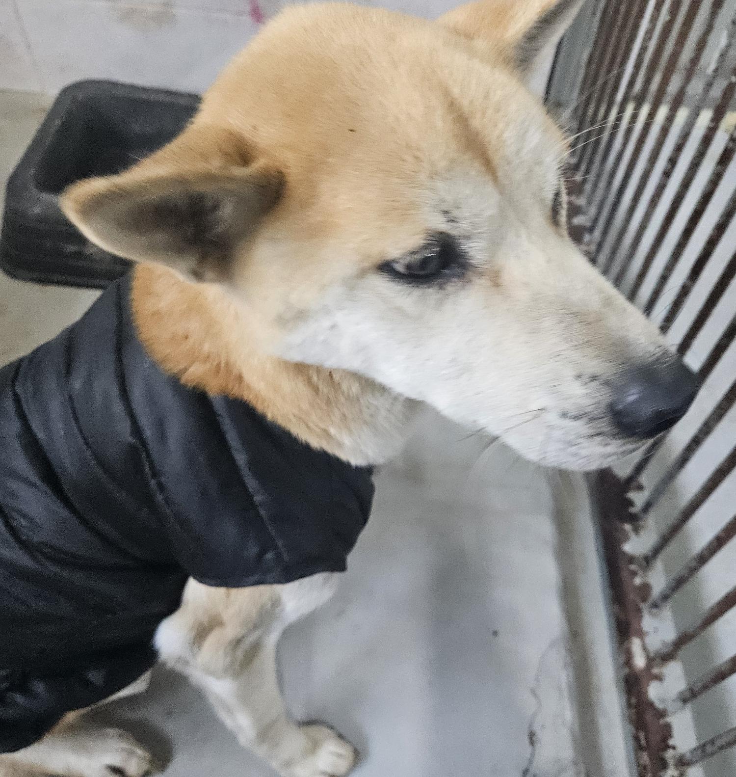 영덕유기동물보호센터_447518202500024