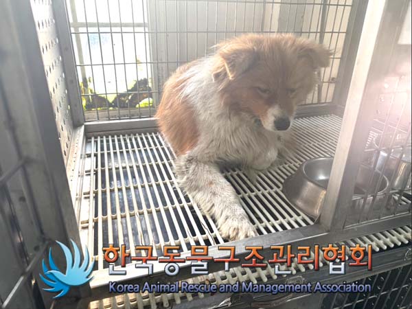 한국동물구조관리협회_441409202500070