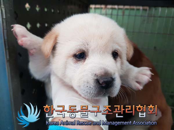 한국동물구조관리협회_441409202500074