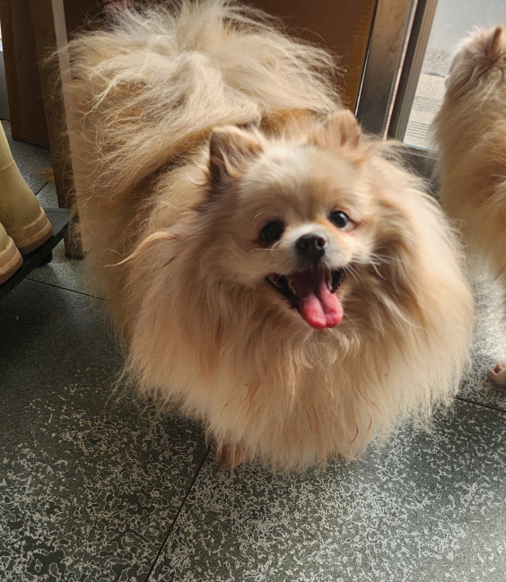 함안군유기동물보호소_448540202500007