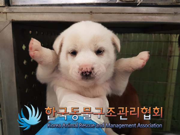 한국동물구조관리협회_441409202500073