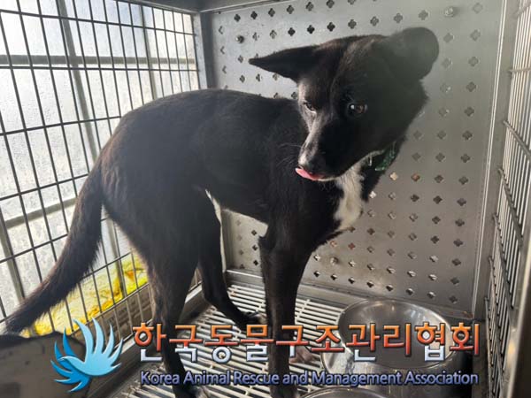 한국동물구조관리협회_441409202500068