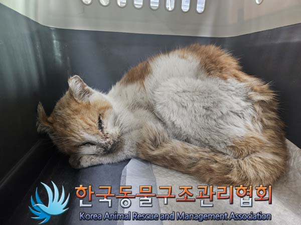 한국동물구조관리협회_411318202500008