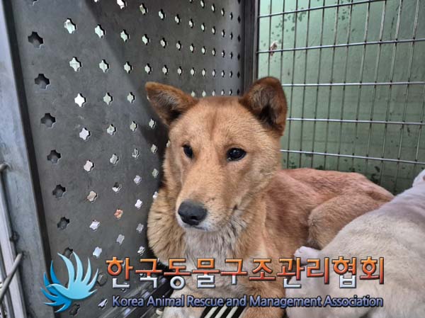 한국동물구조관리협회_441409202500071