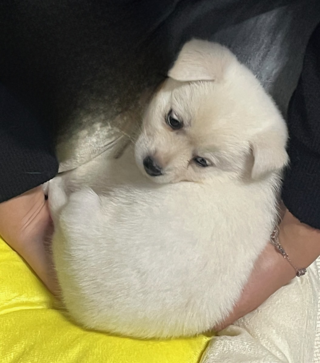 울산유기동물보호센터_431369202500016