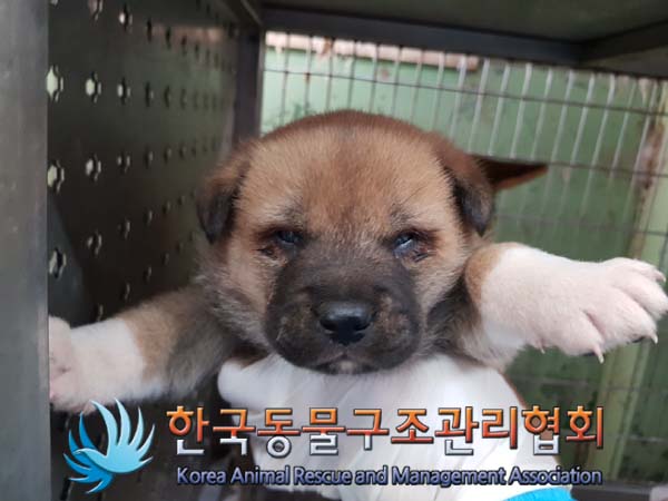 한국동물구조관리협회_441409202500072