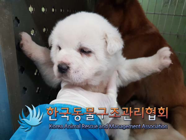한국동물구조관리협회_441409202500075