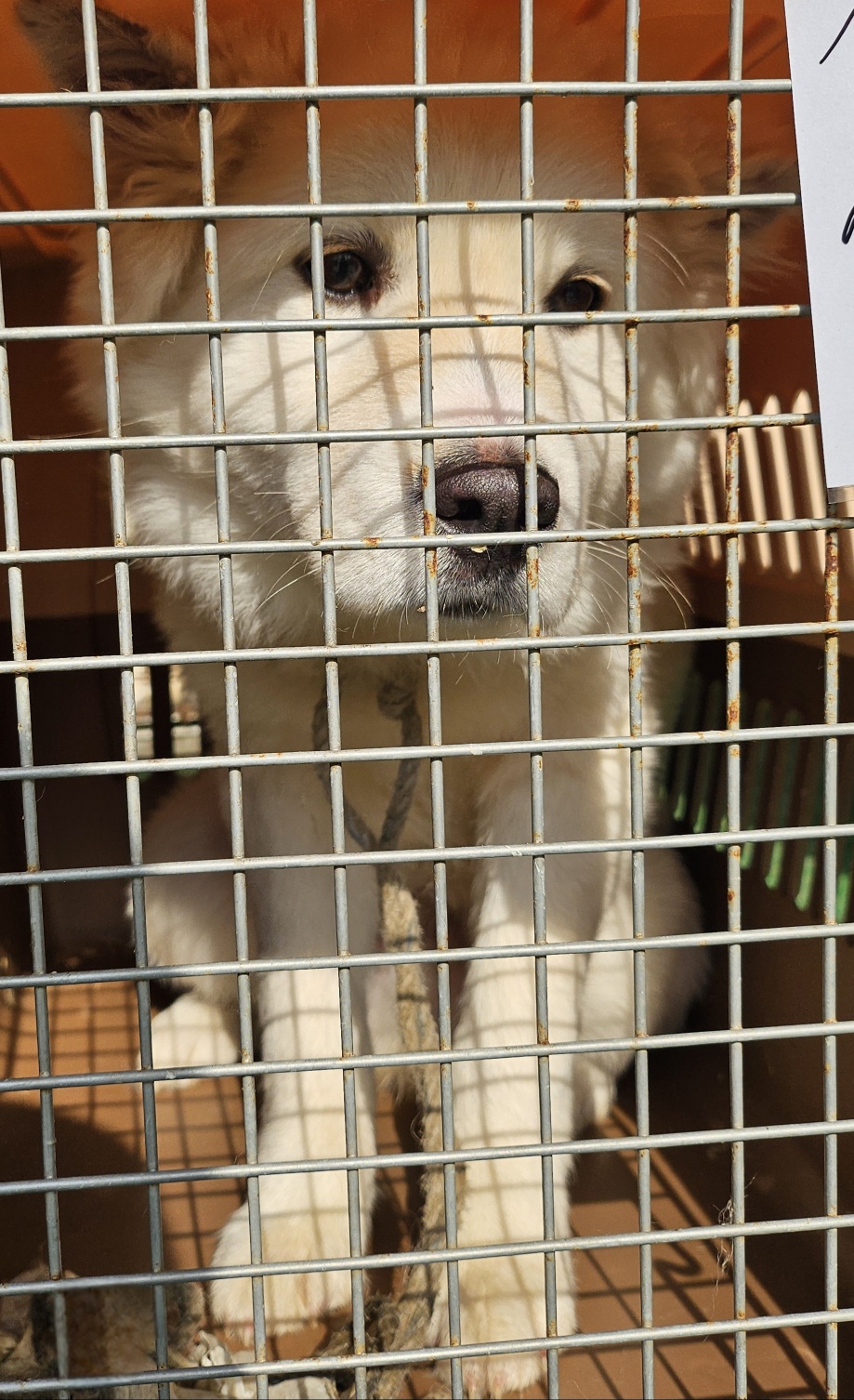 울산유기동물보호센터_431373202500061